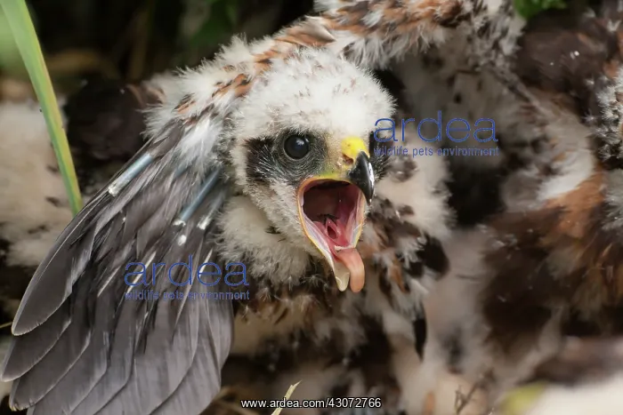 : Western Marsh Harrier : Western Marsh Harrier