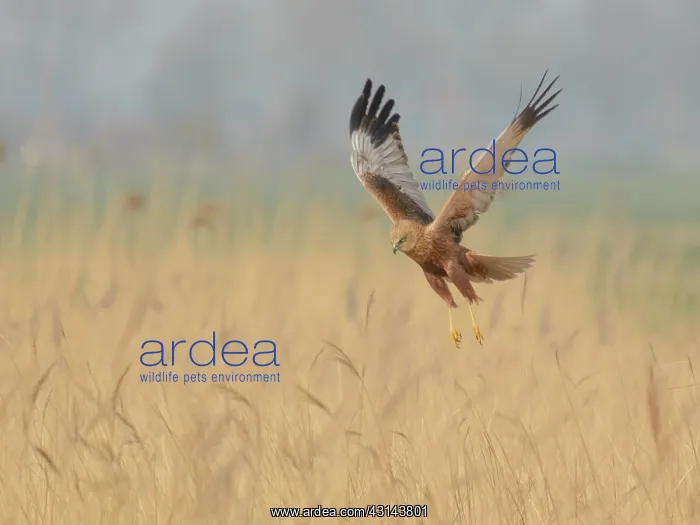 : Western Marsh Harrier : Western Marsh Harrier