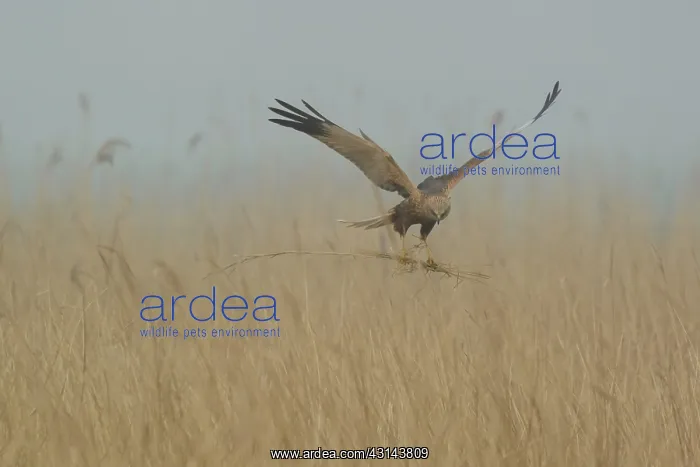: Western Marsh Harrier : Western Marsh Harrier