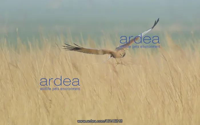 : Western Marsh Harrier : Western Marsh Harrier