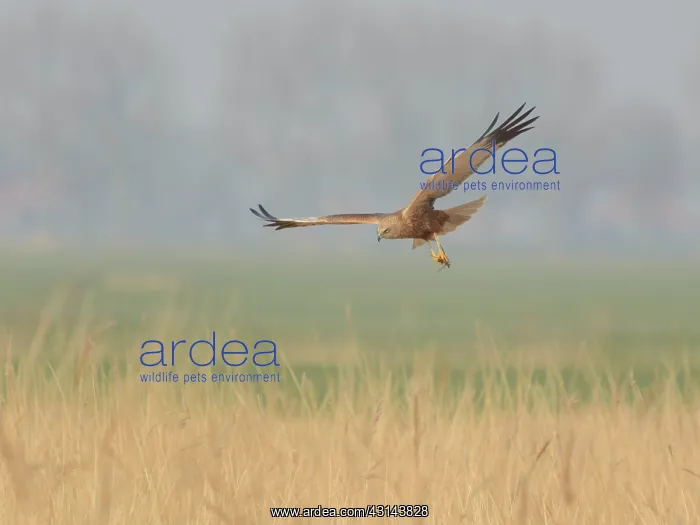 : Western Marsh Harrier : Western Marsh Harrier