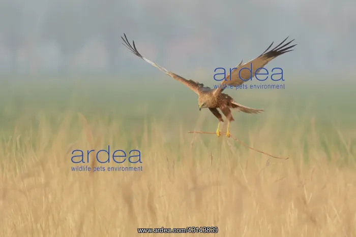 : Western Marsh Harrier : Western Marsh Harrier