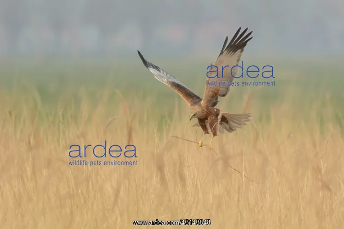 : Western Marsh Harrier : Western Marsh Harrier