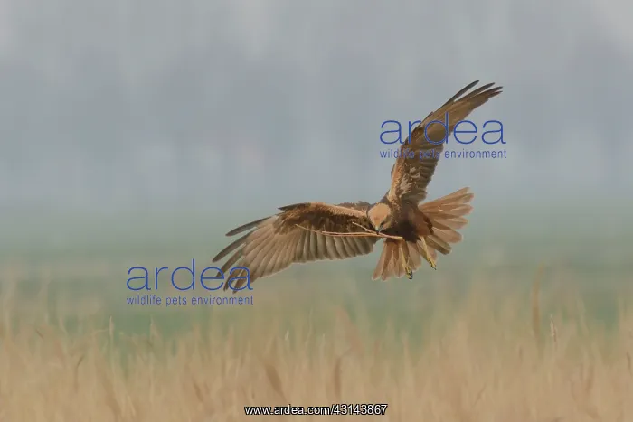 : Western Marsh Harrier : Western Marsh Harrier