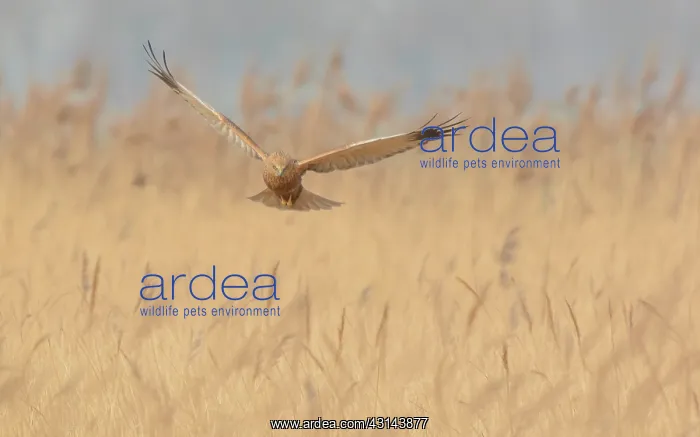 : Western Marsh Harrier : Western Marsh Harrier