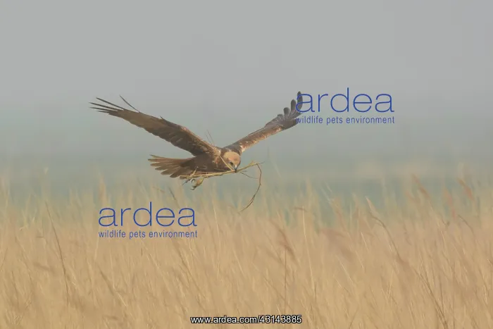 : Western Marsh Harrier : Western Marsh Harrier