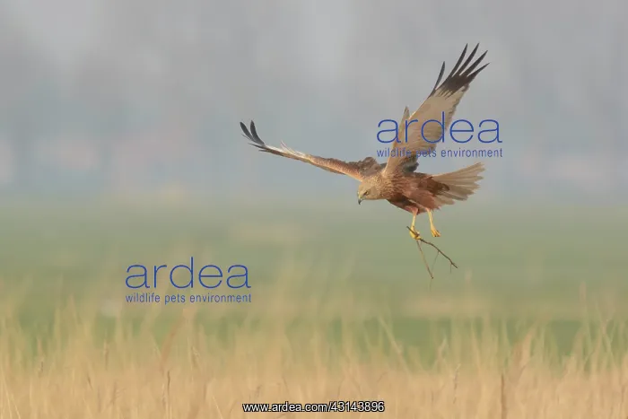 : Western Marsh Harrier : Western Marsh Harrier