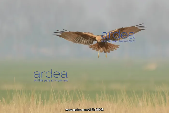 : Western Marsh Harrier : Western Marsh Harrier