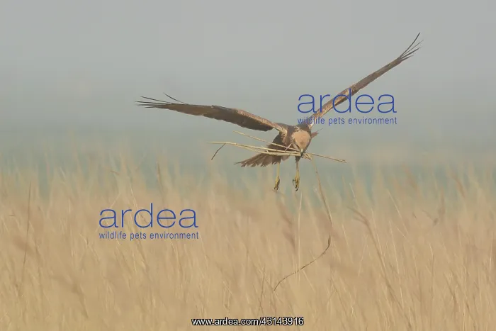 : Western Marsh Harrier : Western Marsh Harrier