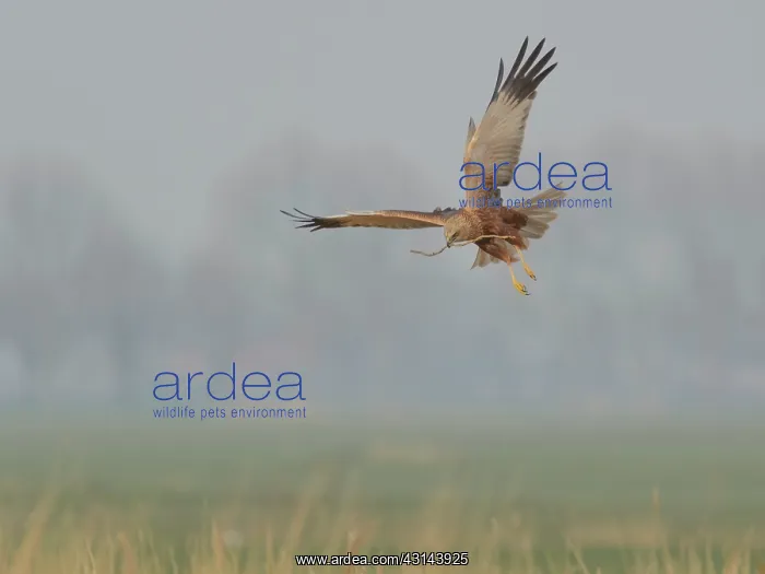: Western Marsh Harrier : Western Marsh Harrier
