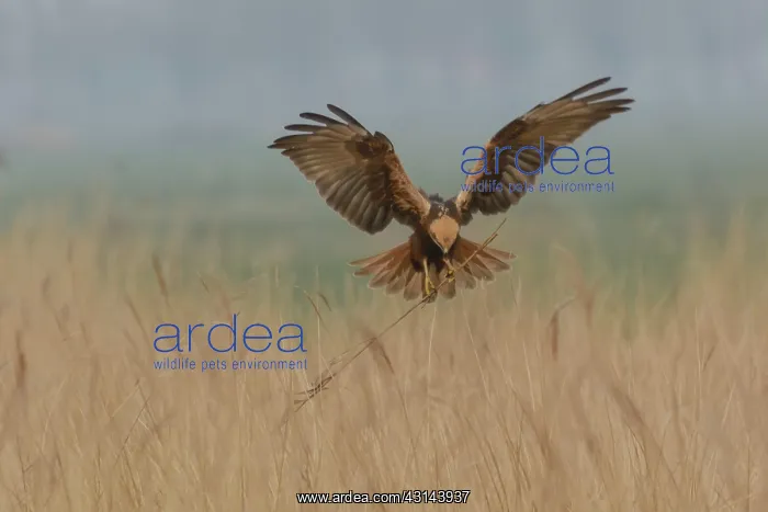 : Western Marsh Harrier : Western Marsh Harrier