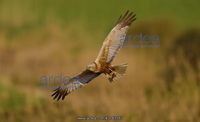 : Western Marsh Harrier : Western Marsh Harrier