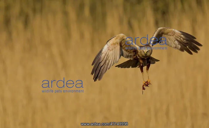 : Western Marsh Harrier : Western Marsh Harrier
