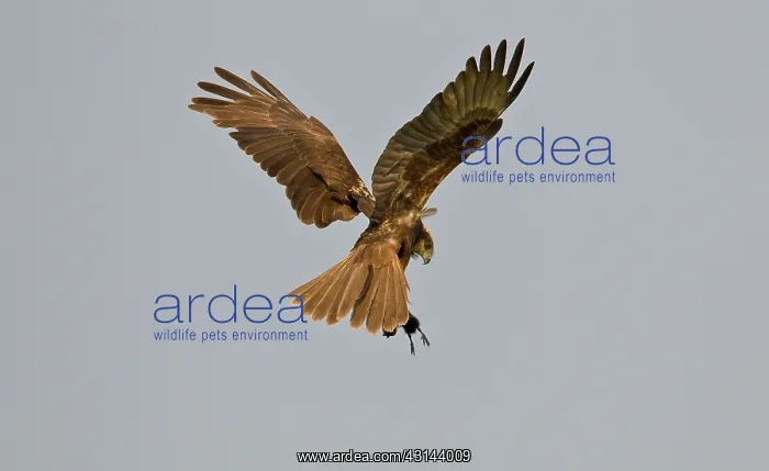 : Western Marsh Harrier : Western Marsh Harrier