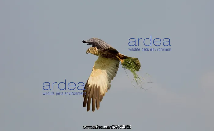 : Western Marsh Harrier : Western Marsh Harrier