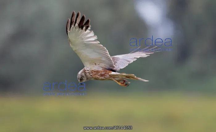 : Western Marsh Harrier : Western Marsh Harrier