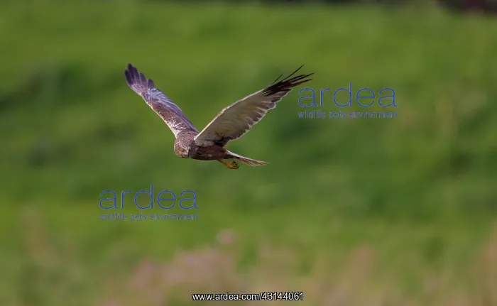 : Western Marsh Harrier : Western Marsh Harrier