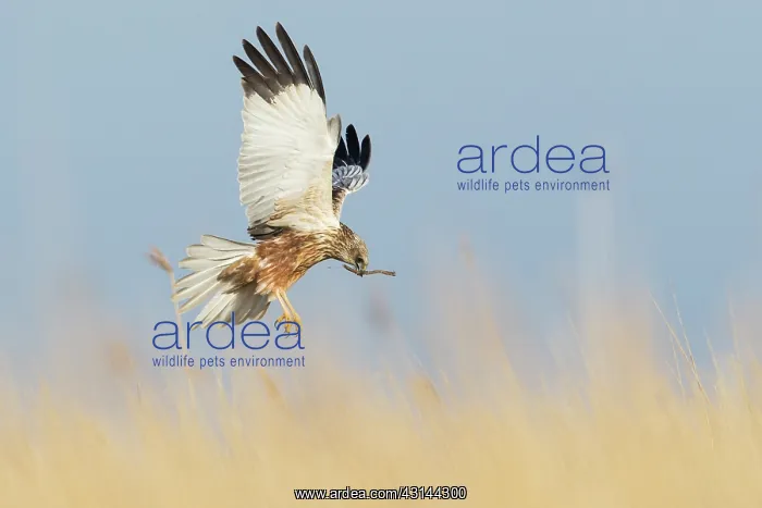  : Western Marsh Harrier