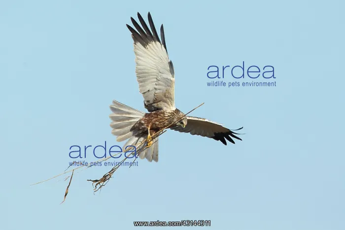 : Western Marsh Harrier : Western Marsh Harrier