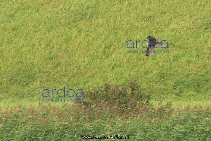  : Western Marsh Harrier