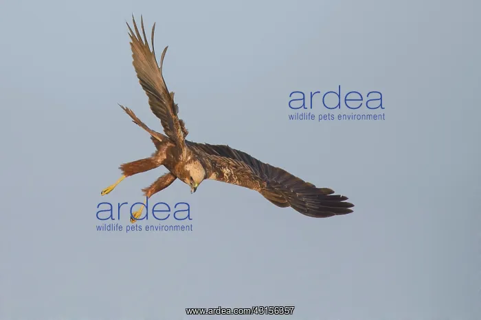: Western Marsh Harrier : Western Marsh Harrier