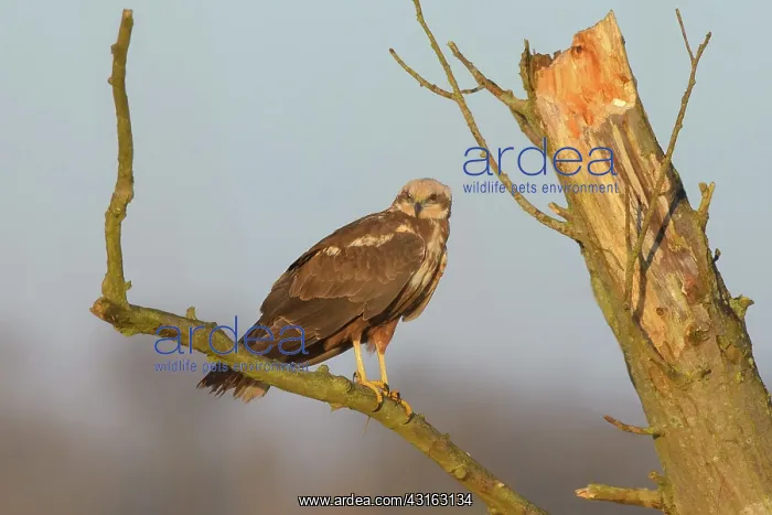 : Western Marsh Harrier : Western Marsh Harrier