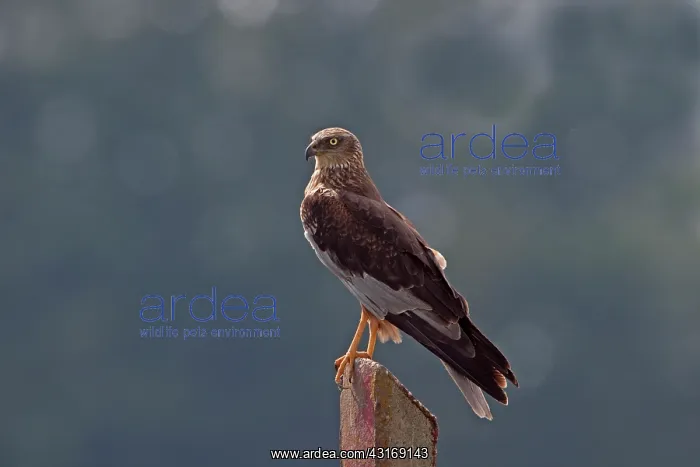 : Western Marsh Harrier : Western Marsh Harrier