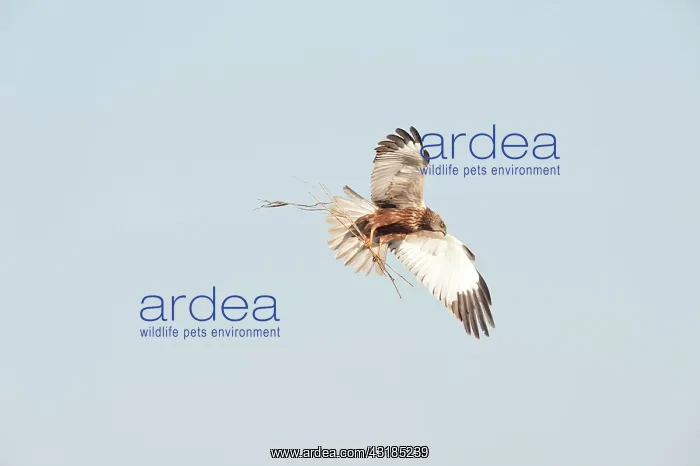 : Western Marsh Harrier : Western Marsh Harrier