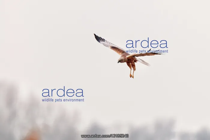  : Western Marsh Harrier
