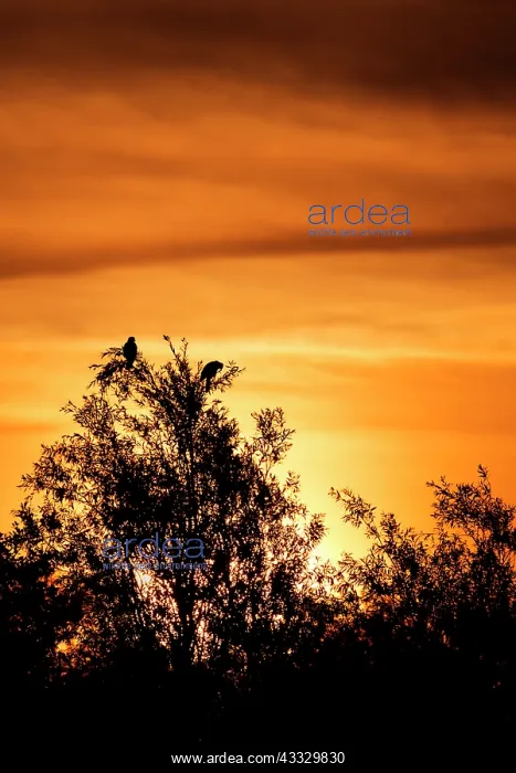 : Western Marsh Harrier : Western Marsh Harrier
