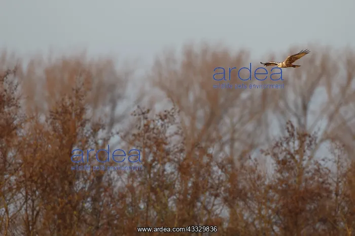 : Western Marsh Harrier : Western Marsh Harrier