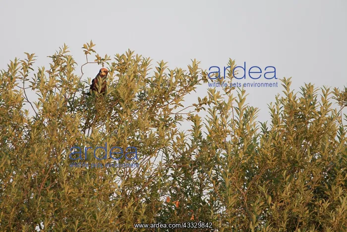 : Western Marsh Harrier : Western Marsh Harrier