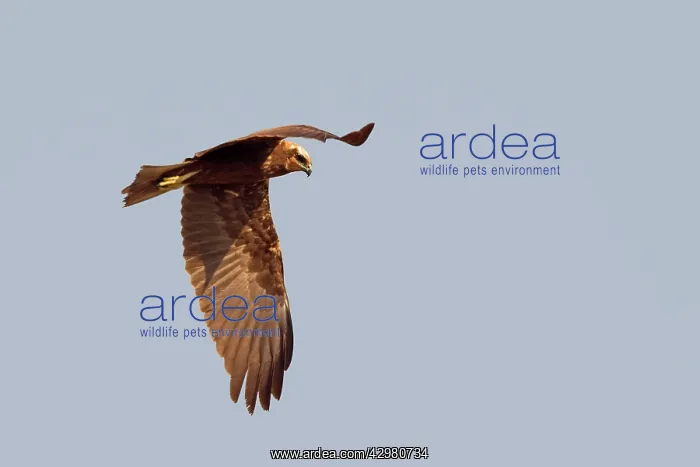 : Western Marsh Harrier - adult female in flight : Western Marsh Harrier - adult female in flight