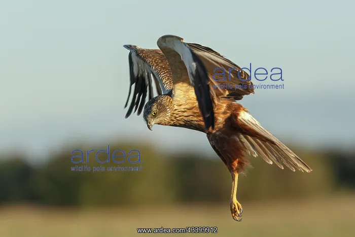 : Western Marsh Harrier (Circus aeruginosus) - in : Western Marsh Harrier (Circus aeruginosus) - in