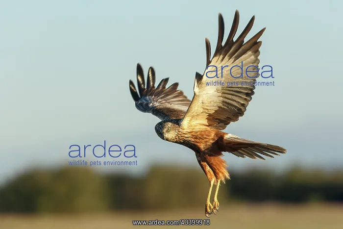 : Western Marsh Harrier (Circus aeruginosus) - in : Western Marsh Harrier (Circus aeruginosus) - in