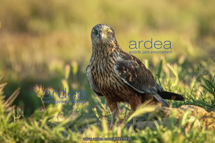 : Western Marsh Harrier (Circus aeruginosus) - on : Western Marsh Harrier (Circus aeruginosus) - on