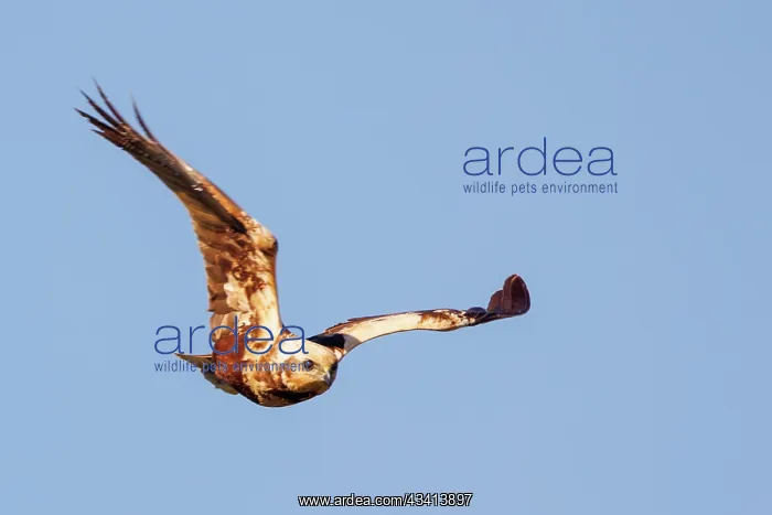: western marsh harrier (Circus aeruginosus) : western marsh harrier (Circus aeruginosus)