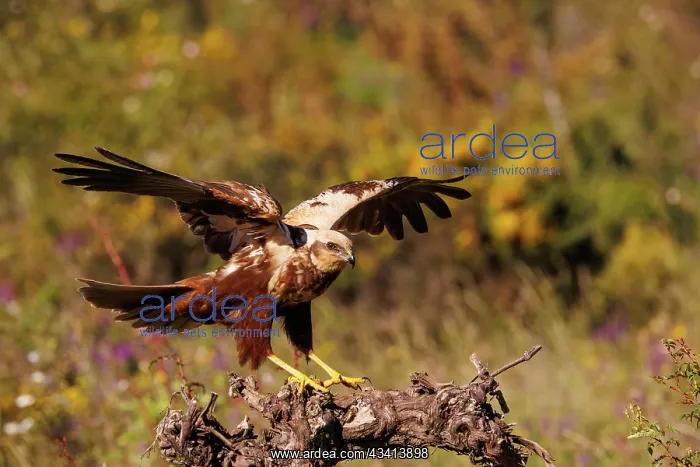 : western marsh harrier (Circus aeruginosus) : western marsh harrier (Circus aeruginosus)