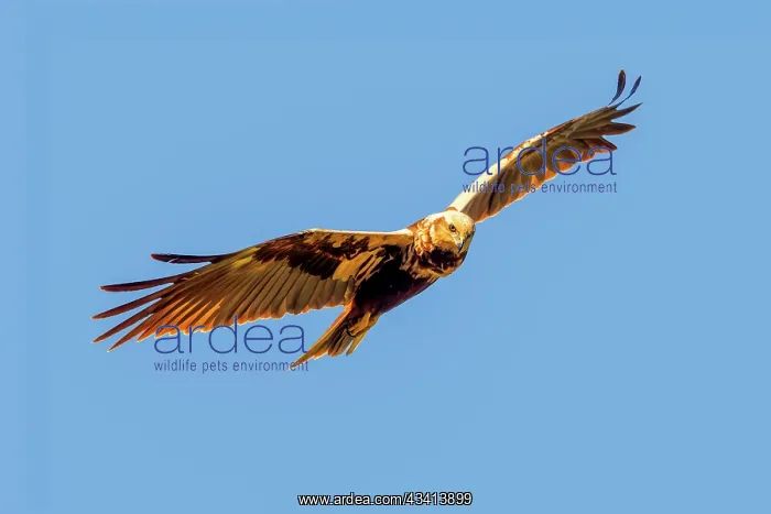 : western marsh harrier (Circus aeruginosus) : western marsh harrier (Circus aeruginosus)