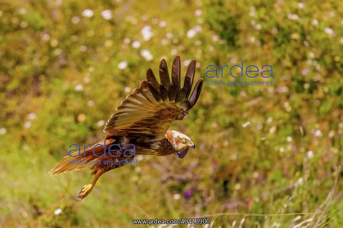 : western marsh harrier (Circus aeruginosus) : western marsh harrier (Circus aeruginosus)