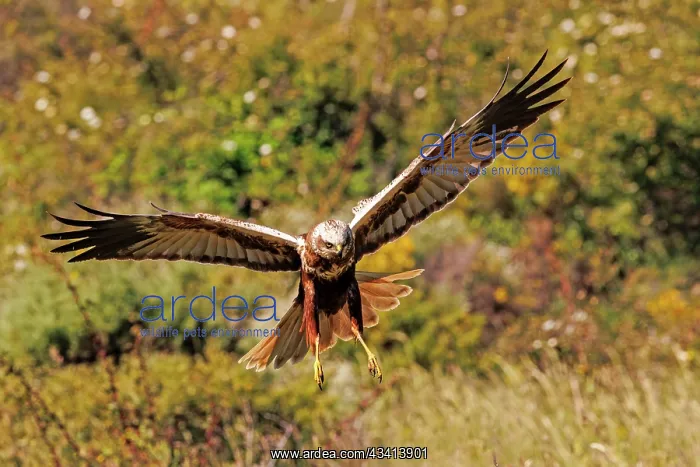 : western marsh harrier (Circus aeruginosus) : western marsh harrier (Circus aeruginosus)