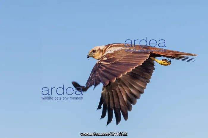: western marsh harrier (Circus aeruginosus) : western marsh harrier (Circus aeruginosus)