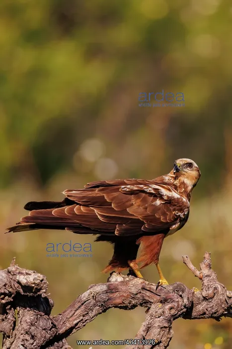 : western marsh harrier (Circus aeruginosus) : western marsh harrier (Circus aeruginosus)