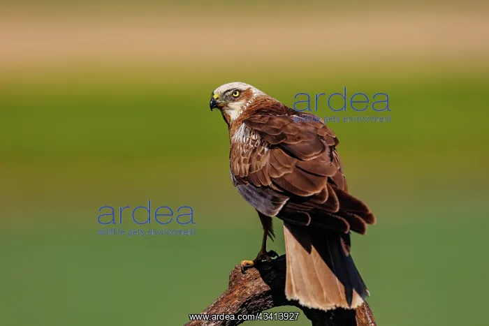 : western marsh harrier (Circus aeruginosus) : western marsh harrier (Circus aeruginosus)