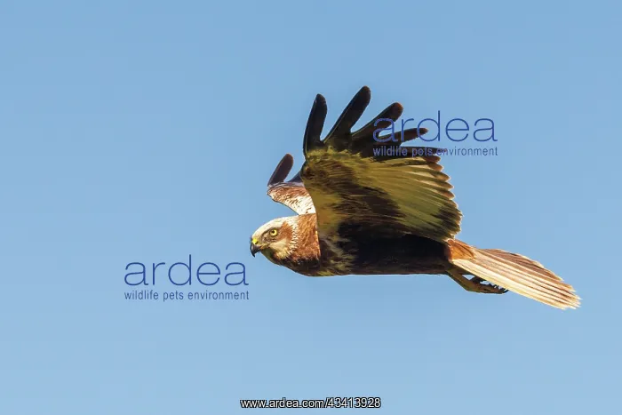 : western marsh harrier (Circus aeruginosus) : western marsh harrier (Circus aeruginosus)