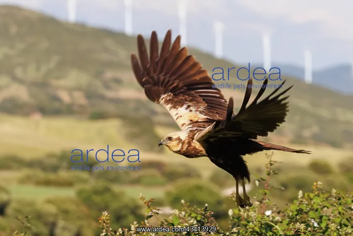 : western marsh harrier (Circus aeruginosus) : western marsh harrier (Circus aeruginosus)
