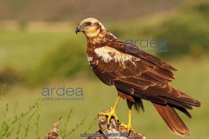 : western marsh harrier (Circus aeruginosus) : western marsh harrier (Circus aeruginosus)