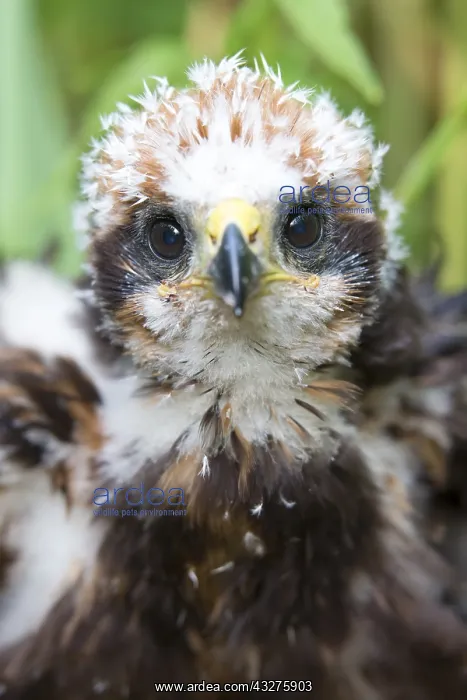 : Western Marsh Harrier (Circus aeruginosus) chic : Western Marsh Harrier (Circus aeruginosus) chic