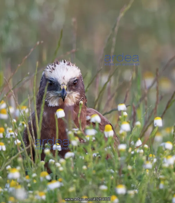 : Western marsh-harrier (Circus aeruginosus), female : Western marsh-harrier (Circus aeruginosus), female