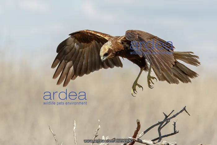 : Western Marsh Harrier (Circus aeruginosus) - female : Western Marsh Harrier (Circus aeruginosus) - female